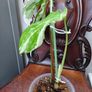 No.70 Monstera Albo Image 5