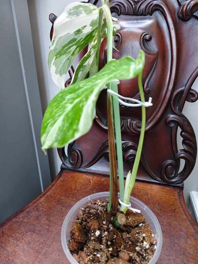 No.70 Monstera Albo