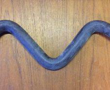 Top Radiator Hose (Fiat Punto 188)