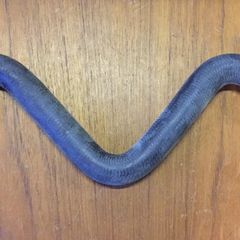 Top Radiator Hose (Fiat Punto 188)