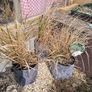 Tall grasses Image 6
