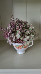 Vety cute Tradescantia Callisia repens.House plant