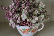 Vety cute Tradescantia Callisia repens.House plant