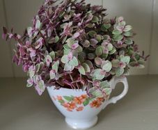 Vety cute Tradescantia Callisia repens.House plant