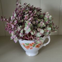 Vety cute Tradescantia Callisia repens.House plant