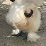 silkie roaster Image 6