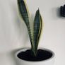 house plants Image 5