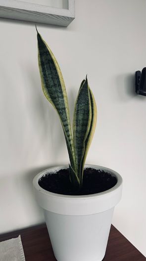 house plants