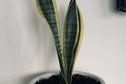house plant