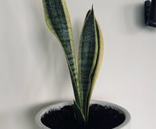 house plant