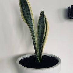 house plant