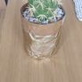 Decorative succulent Image 3