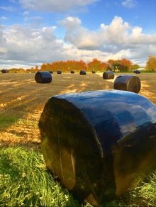 Silage for sale