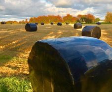 Silage for sale