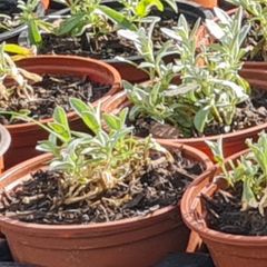 Cerastium tomentosum aka Snow-in-Summer