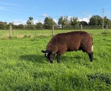 Zwartble Ram Lambs
