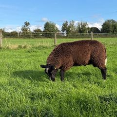 Zwartble Ram Lambs