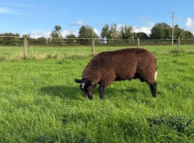 Zwartble Ram Lambs