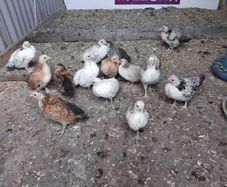 bantam
