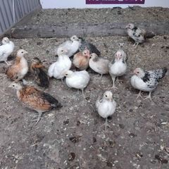 bantam