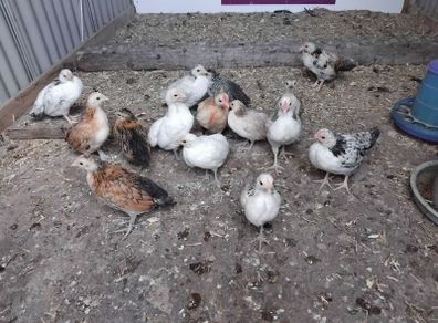 bantam