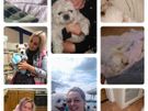 Pet sitting services Image 2