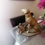 Brass Dog and Puppies Image 4