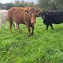 Organic heifers Image 9
