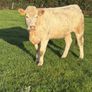 x20 heifers for sale at Ballymahon Mart Image 5