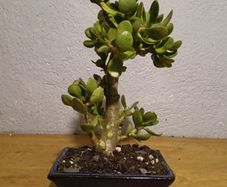 Bonsai Easy Care Indoor #2