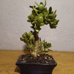 Bonsai Easy Care Indoor #2