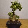 Bonsai Easy Care Indoor #2 Image 2