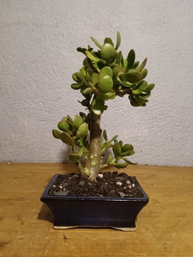 Bonsai Easy Care Indoor #2