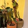 Plants for sale Image 2