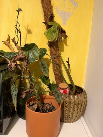 Plants for sale