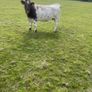 Breeding Heifers Image 3