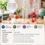 Human Anatomy Model Set of 4 Skeleton, Torso, Heart and Brain Educational Teaching Models Image 3