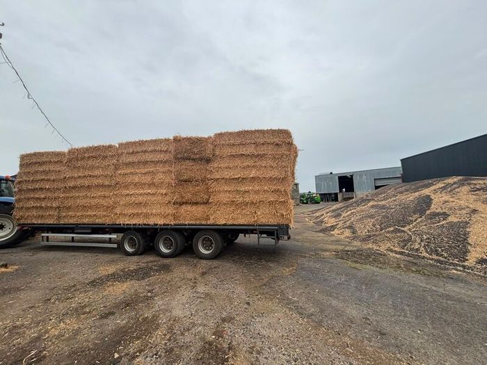 Pea Straw