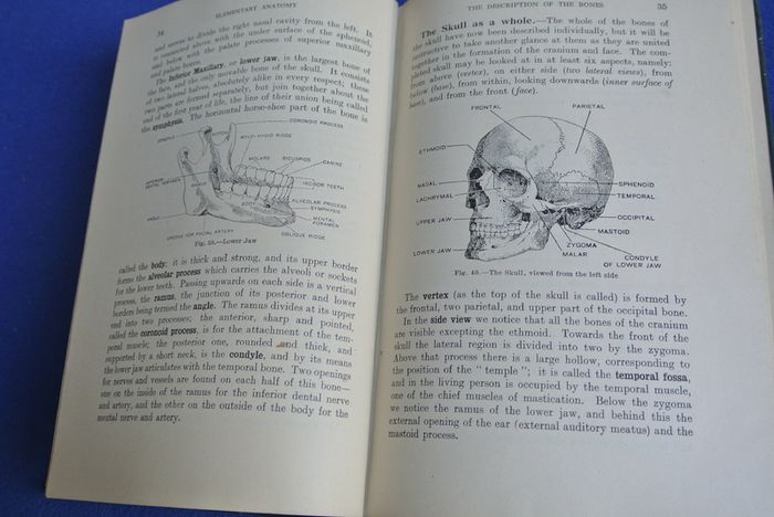 An Elementary Textbook Of Anatomy - By Henry Edward Clark (1936)