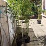 Bissettii bamboo. delivery available Image 4