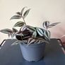Tradescantia Plant Image 2