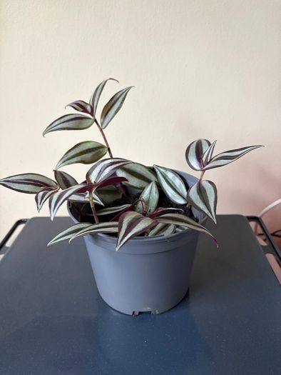 Tradescantia Plant