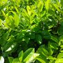 Large Laurel 5 Litre pots over 3ft tall Image 2