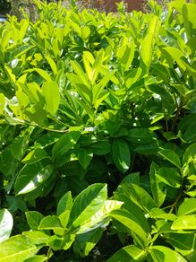 Instant Laurel Hedge