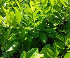 Instant Laurel Hedge