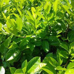 Instant Laurel Hedge