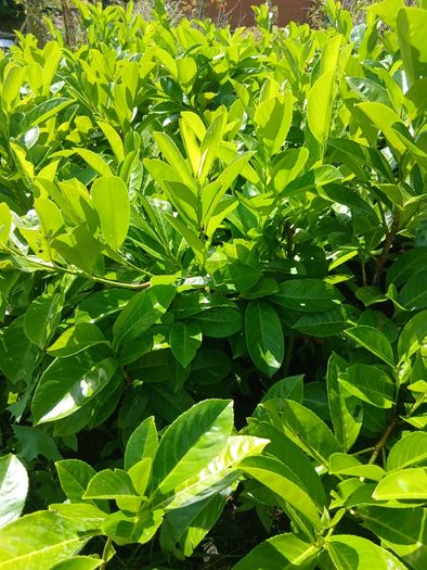 Instant Laurel Hedge