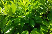 Large Laurel Hedging 3 feet plus