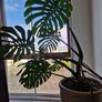 Large monstera deliciosa Image 2
