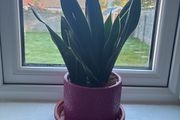 Plant